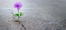 Why Raising a Resilient Child Matters Why Raising a Resilient Child Matters